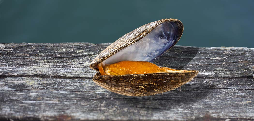 Mussla från musselodling i Lysekil